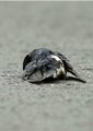 一隻鳥與另一隻鳥催人淚下的故事